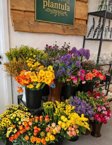 Plantula - Floristik Bunte Blumenarrangements in verschiedenen Farben und Arten, präsentiert in Töpfen.