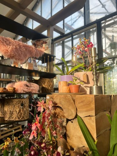 Plantula Amedorf - Verkaufsräume Bunte Orchideen und Pflanzenarrangements in einem Gewächshaus mit Holzregalen.